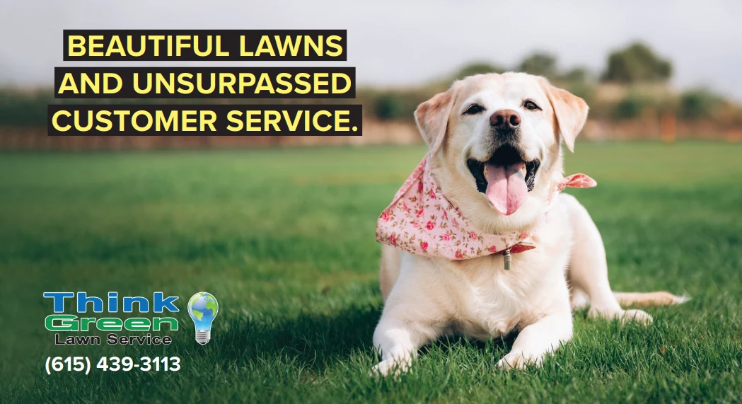 Think Green Lawn Service 6×11 postcard with a happy dog on a green lawn